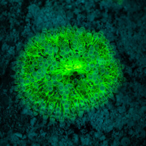 Corail champignon fluorescent vert sous UV sur des débris sombres, Sataya sud-est, mer Rouge, Égypte