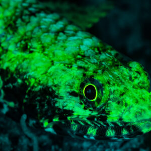 Tête de poisson-lézard fluorescente verte sous UV, œil en gros plan, Sataya sud-est, mer Rouge, Égypte