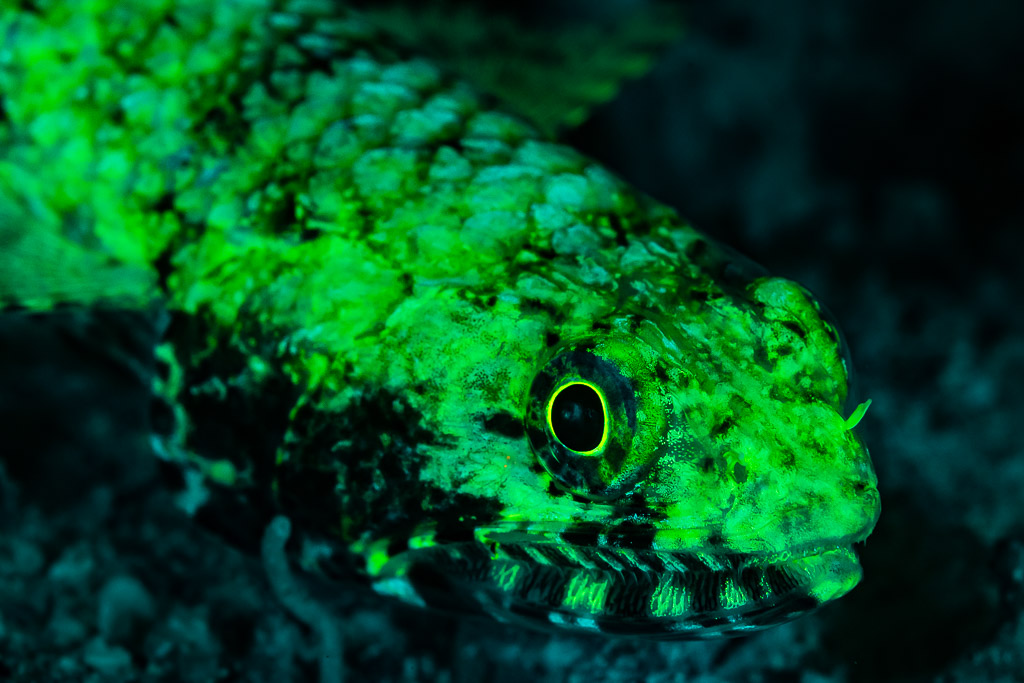 Tête de poisson-lézard fluorescente verte sous UV, œil en gros plan, Sataya sud-est, mer Rouge, Égypte