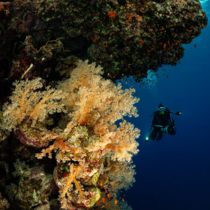 Diver in the blue beside a reef wall with yellow soft corals, Sataya South, Red Sea, Egypt