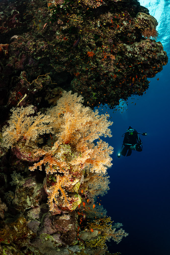 Diver in the blue beside a reef wall with yellow soft corals, Sataya South, Red Sea, Egypt