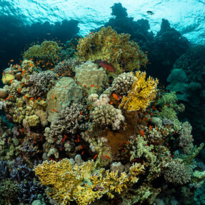 Colourful coral garden with hard and soft corals below the surface, Sataya South, Red Sea, Egypt