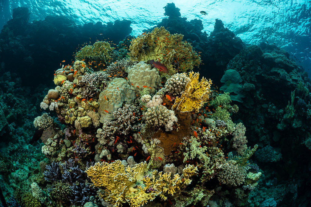Colourful coral garden with hard and soft corals below the surface, Sataya South, Red Sea, Egypt