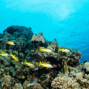 Group of yellow-striped blackspot snappers over a shallow reef top, Sataya South, Red Sea, Egypt