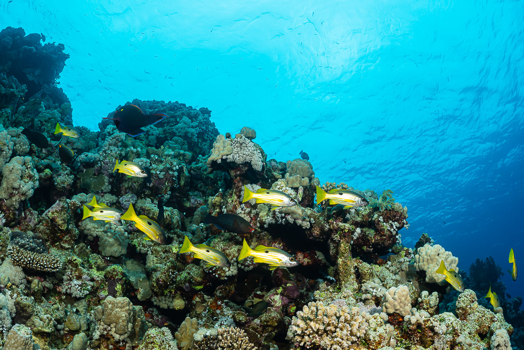 Group of yellow-striped blackspot snappers over a shallow reef top, Sataya South, Red Sea, Egypt