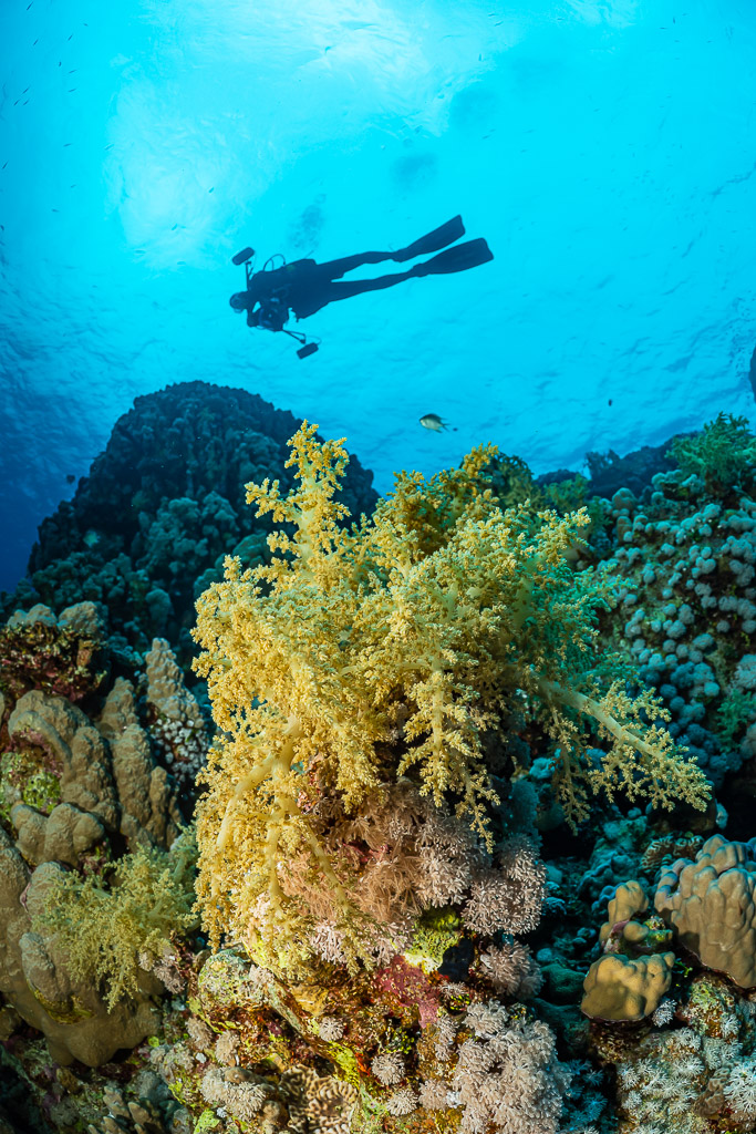 Silhouette de plongeur au-dessus d’un récif aux coraux mous jaunes, vertical, Sataya sud, mer Rouge, Égypte