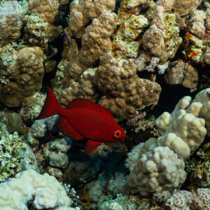 Beauclaire rouge parmi des coraux massifs du récif, Sataya sud, mer Rouge, Égypte