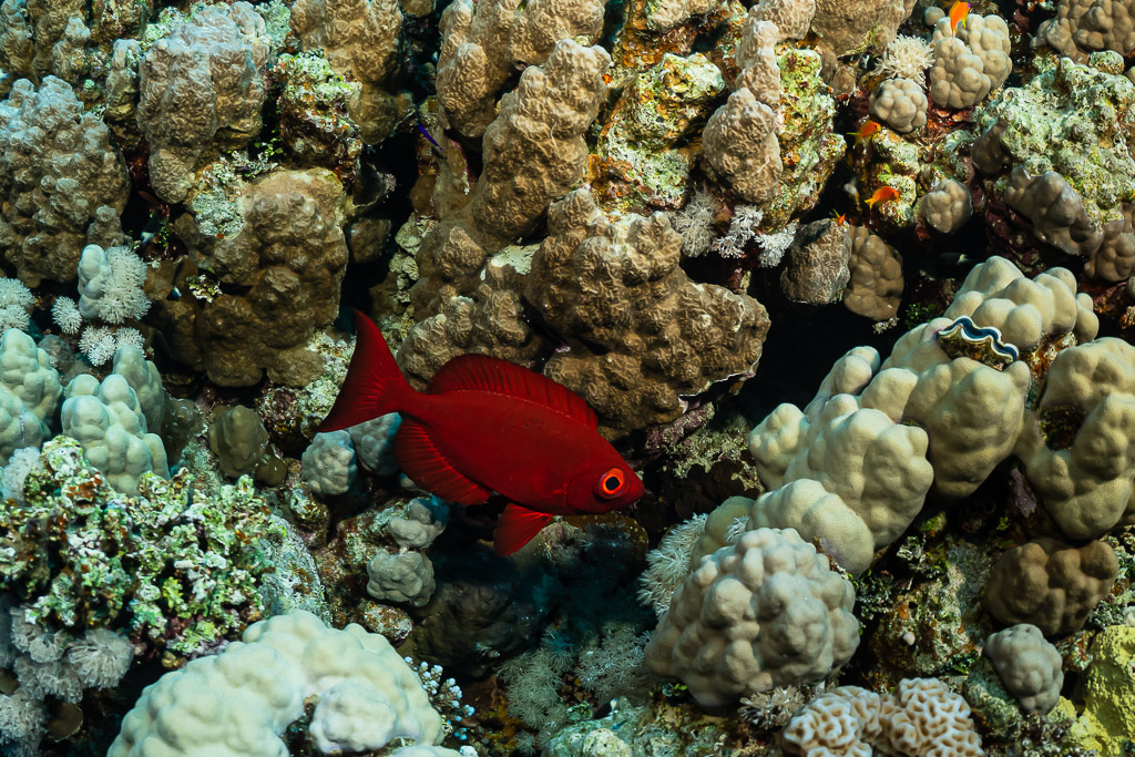 Beauclaire rouge parmi des coraux massifs du récif, Sataya sud, mer Rouge, Égypte