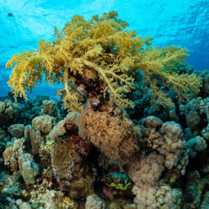 Corail mou jaune coiffant un massif corallien sous la surface, vertical, Sataya sud, mer Rouge, Égypte