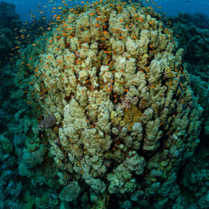 Rounded coral bommie seen from above with anthias and blue water, Sataya South, Red Sea, Egypt