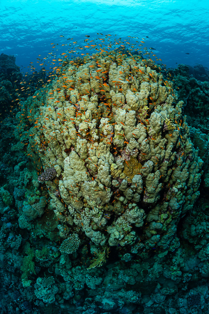Rounded coral bommie seen from above with anthias and blue water, Sataya South, Red Sea, Egypt