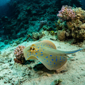 Raie pastenague à points bleus posée sur le sable près de massifs coralliens, Sataya sud, mer Rouge, Égypte