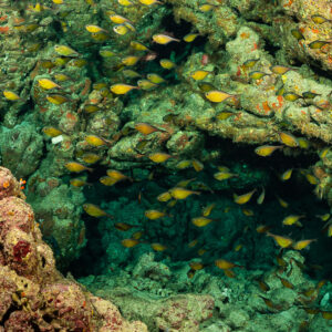 Banc de poissons-hachettes dorés dans une grotte récifale, Shaab Claudio, mer Rouge, Égypte