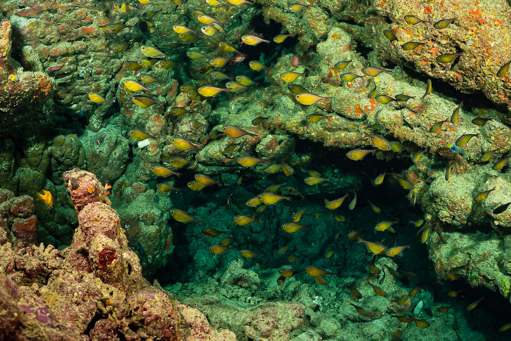 School of golden pygmy sweepers in a reef cave, Shaab Claudio, Red Sea, Egypt