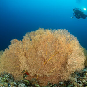 Diver with torch above a giant orange sea fan in blue water, Shaab Sharm, Red Sea, Egypt