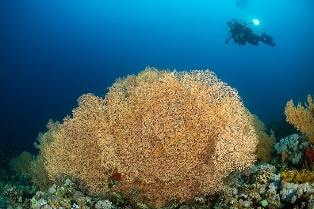 Diver with torch above a giant orange sea fan in blue water, Shaab Sharm, Red Sea, Egypt