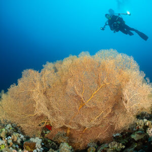Diver finning above a giant sea fan, slightly closer framing, Shaab Sharm, Red Sea, Egypt