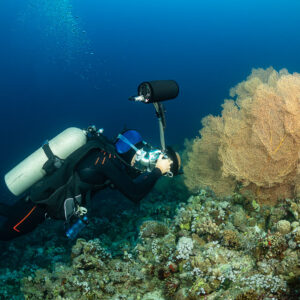 Underwater photographer approaching a giant sea fan with his camera, Shaab Sharm, Red Sea, Egypt