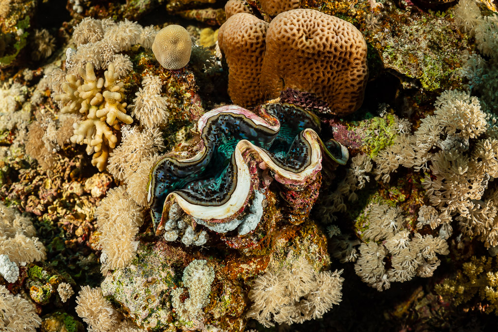 Giant clam with wavy blue mantle among soft and brain corals, Shaab Sharm, Red Sea, Egypt