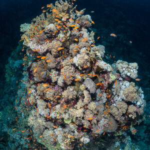 Coral pillar crowded with anthias rising from the deep, vertical, Shaab Sharm, Red Sea, Egypt