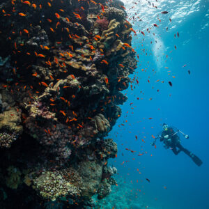 Diver in blue water beside a reef wall swarming with anthias, Shaab Sharm, Red Sea, Egypt