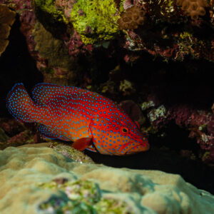 Coral grouper resting under a reef overhang on boulder coral, Elphinstone North, Red Sea, Egypt