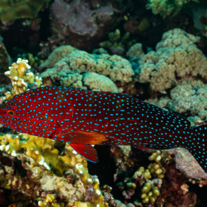 Coral grouper swimming over the reef, full side view, Elphinstone North, Red Sea, Egypt