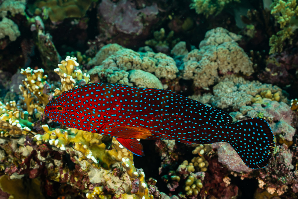 Coral grouper swimming over the reef, full side view, Elphinstone North, Red Sea, Egypt
