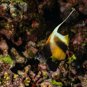 Red Sea bannerfish with long white dorsal filament among reef rubble, Elphinstone North, Red Sea, Egypt