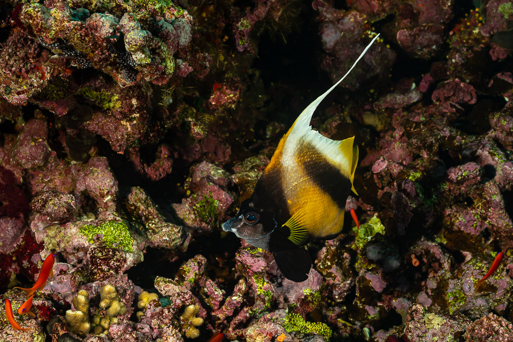 Red Sea bannerfish with long white dorsal filament among reef rubble, Elphinstone North, Red Sea, Egypt