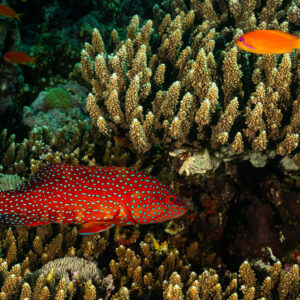 Coral grouper among branching corals with anthias above, Elphinstone North, Red Sea, Egypt