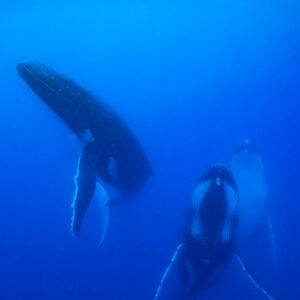 Three humpback whales hanging vertically in blue water beneath the surface, vertical frame, Moorea, Society Islands, French Polynesia