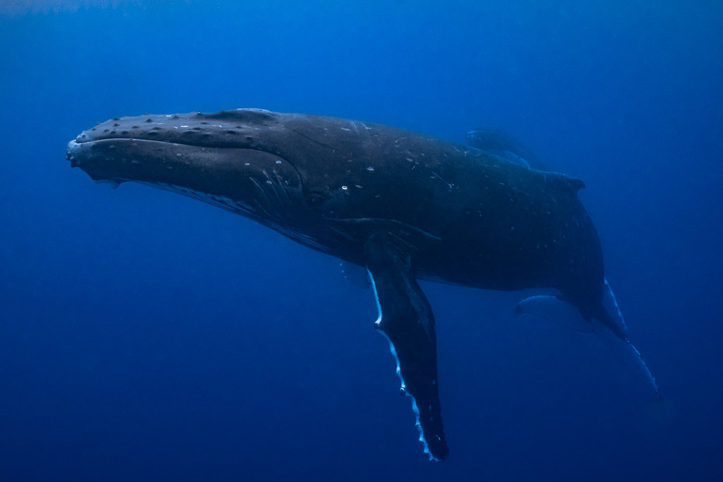 Baleine à bosse glissant à l’horizontale dans le grand bleu, longue nageoire pectorale bordée de blanc, Moorea, îles de la Société, Polynésie française