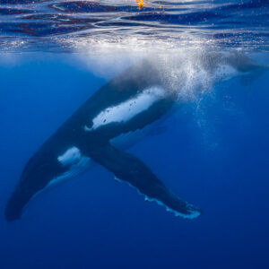 Baleine à bosse plongeant depuis la surface dans un sillage de bulles, flanc taché de blanc, Moorea, îles de la Société, Polynésie française