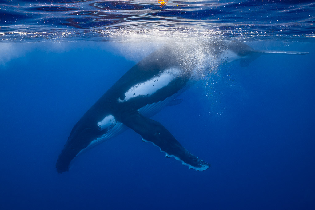 Baleine à bosse plongeant depuis la surface dans un sillage de bulles, flanc taché de blanc, Moorea, îles de la Société, Polynésie française