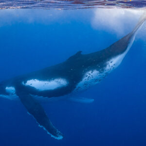 Baleine à bosse descendant en oblique sous la surface, ventre blanc et pédoncule tacheté, Moorea, îles de la Société, Polynésie française