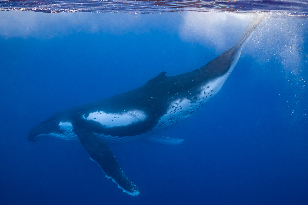 Baleine à bosse descendant en oblique sous la surface, ventre blanc et pédoncule tacheté, Moorea, îles de la Société, Polynésie française