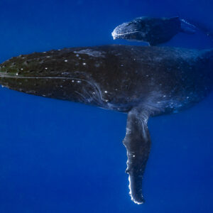 Baleine à bosse mère avec son baleineau posé sur son dos dans le grand bleu, Moorea, îles de la Société, Polynésie française