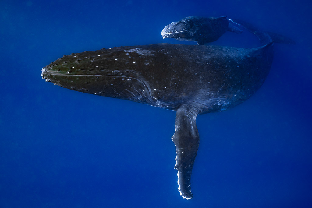Humpback whale mother with her calf resting on her back in deep blue water, Moorea, Society Islands, French Polynesia
