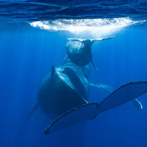 Baleine à bosse mère et baleineau remontant vers la surface, caudale au premier plan, Moorea, îles de la Société, Polynésie française
