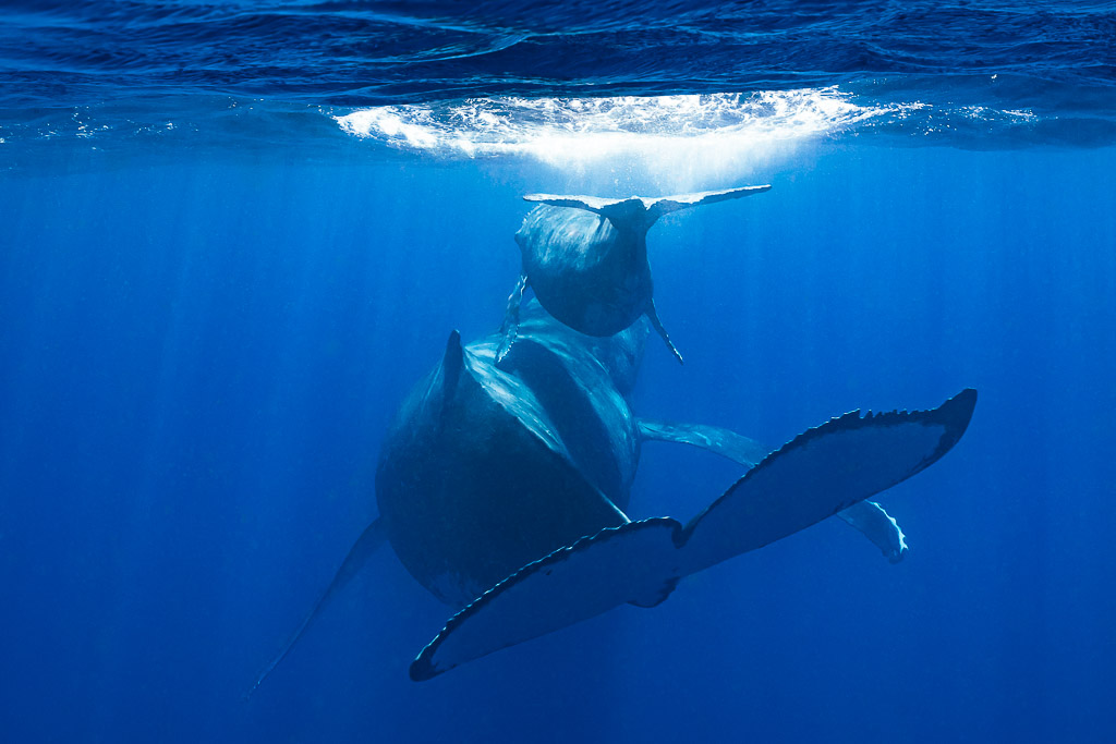 Baleine à bosse mère et baleineau remontant vers la surface, caudale au premier plan, Moorea, îles de la Société, Polynésie française