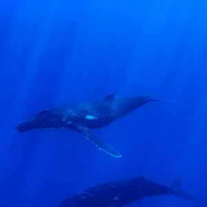 Oceanic whitetip shark cruising above two humpback whales in deep blue, vertical frame, Moorea, Society Islands, French Polynesia
