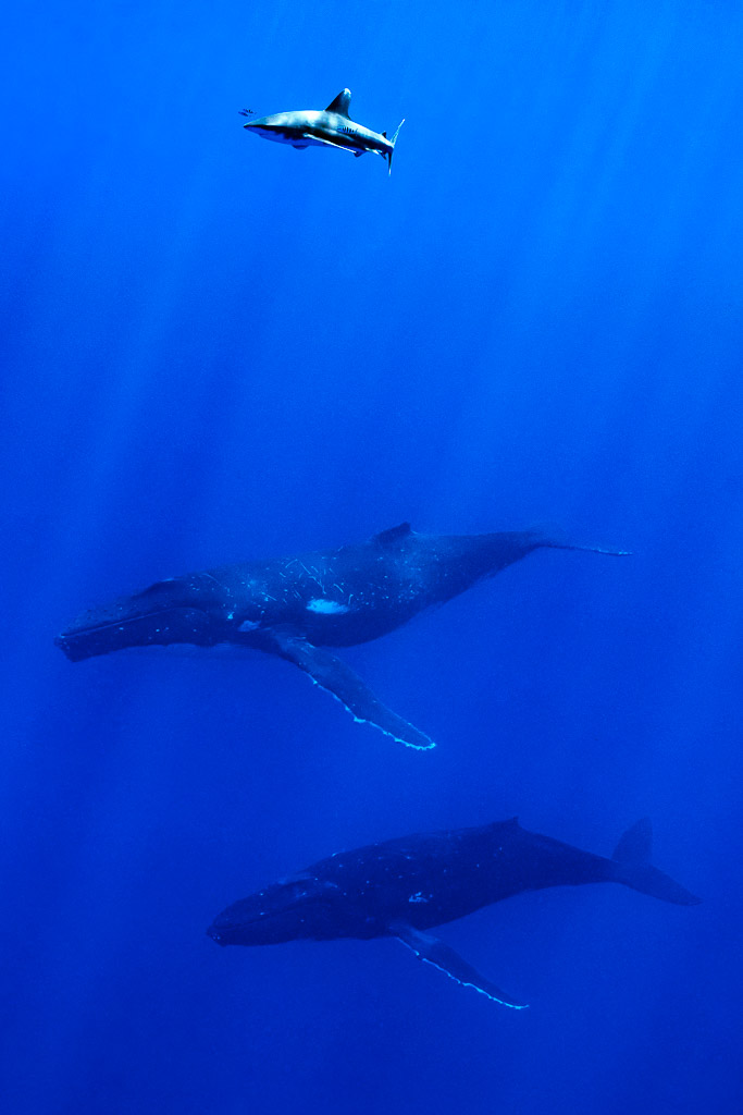 Requin océanique patrouillant au-dessus de deux baleines à bosse dans le grand bleu, cadrage vertical, Moorea, îles de la Société, Polynésie française