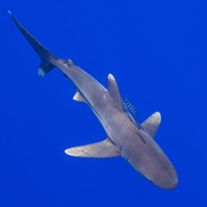Oceanic whitetip shark seen from above with pilot fish, diagonal composition, Society Islands, French Polynesia