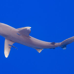 Oceanic whitetip shark curving its body with pilot fish under the pectoral fin, Society Islands, French Polynesia