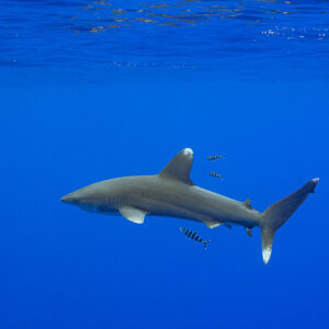 Oceanic whitetip shark in profile below the surface escorted by pilot fish, Society Islands, French Polynesia