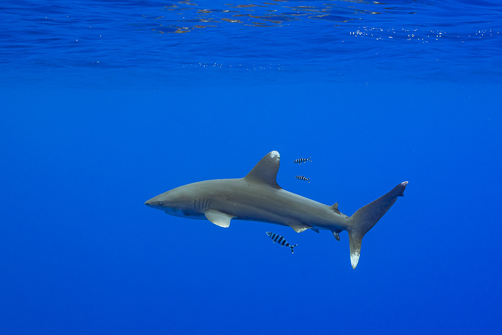 Requin océanique de profil sous la surface escorté de poissons pilotes, îles de la Société, Polynésie française