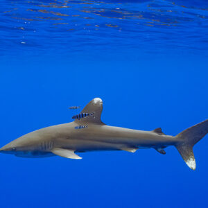 Oceanic whitetip shark with pilot fish on its back, side view under the surface, Society Islands, French Polynesia