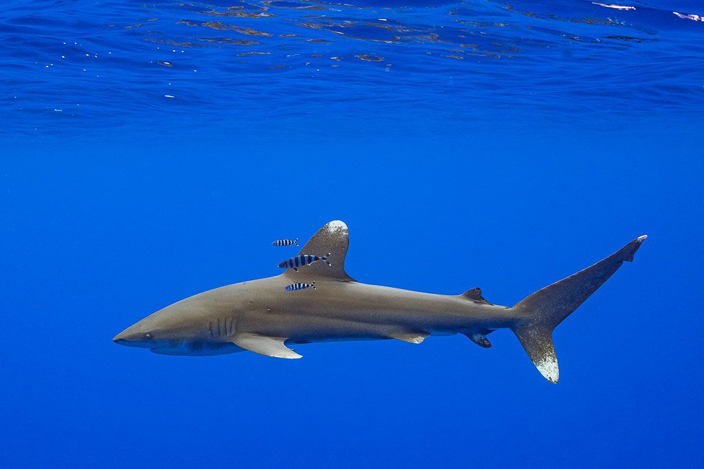 Requin océanique portant des poissons pilotes sur le dos, vue de profil sous la surface, îles de la Société, Polynésie française
