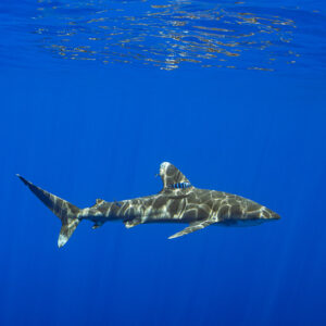 Oceanic whitetip shark dappled by sunlight below the surface, vertical frame, Society Islands, French Polynesia